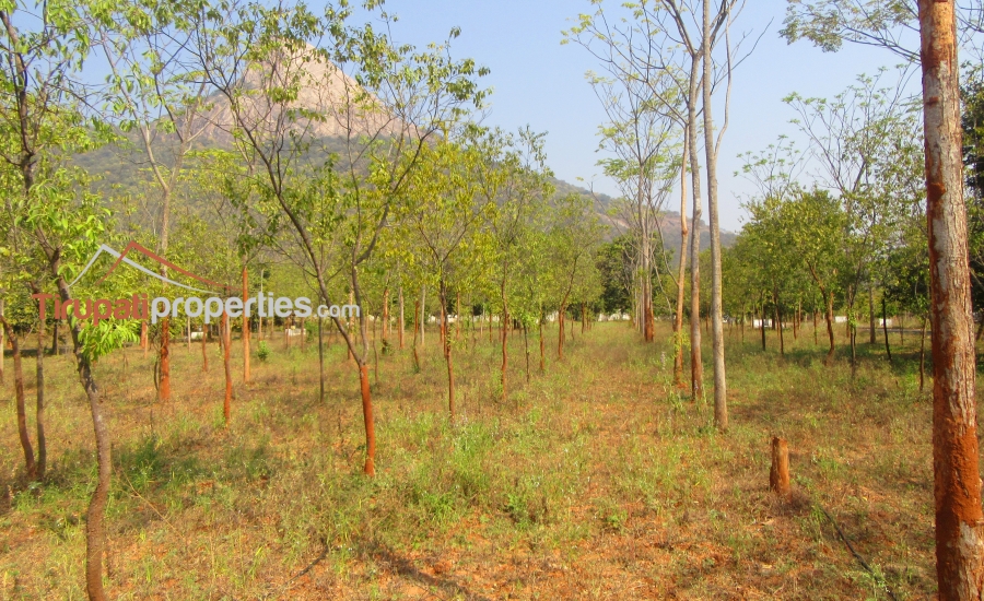 #FarmLands With #Sandalwood Plantation #PlotsforSale Near Ithepalli - Benguluru Highway, #Tirupati